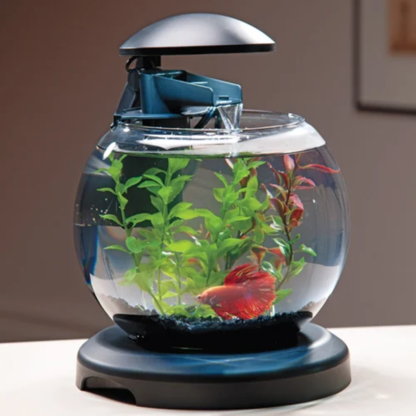 Glass Fish Bowl