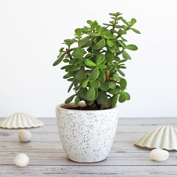 Ceramic Plant Pots