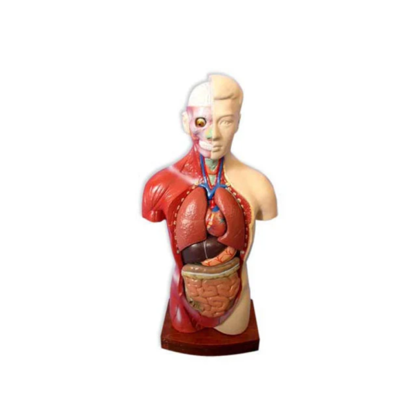 Biology Lab Models