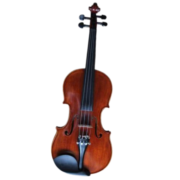 Viola