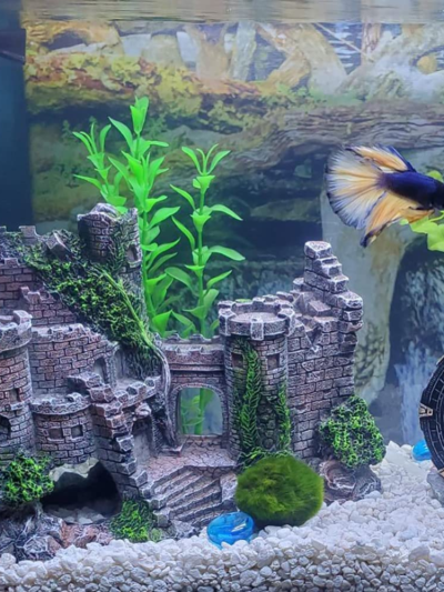Aquarium Supplies