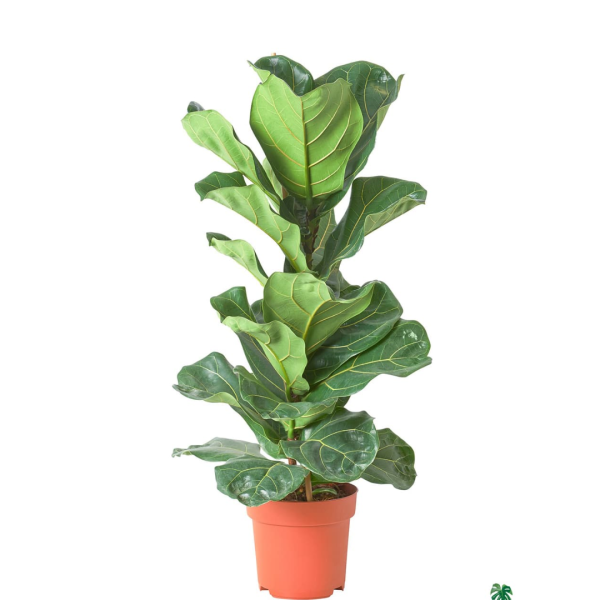 Ficus Larata
