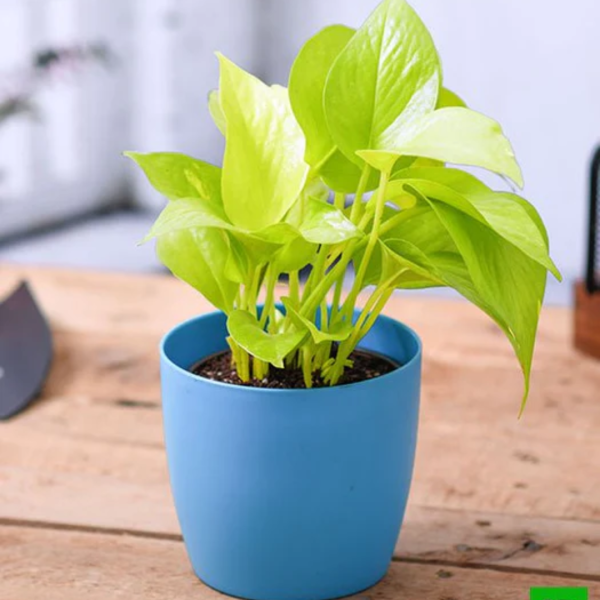 Golden money plant